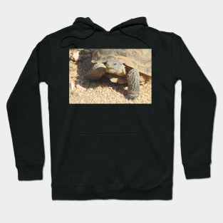 Desert tortoise, wildlife, reptiles, Desert Charmer Hoodie